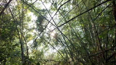 A View of The Shade and Tranquility of Bamboo Groves Stock Footage 320656587