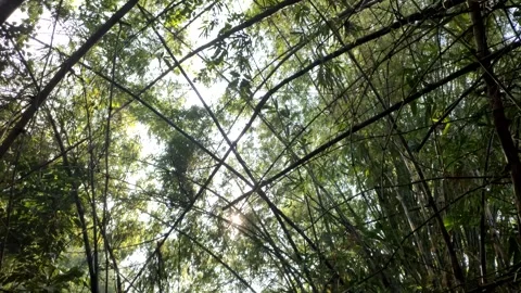 A View of The Shade and Tranquility of Bamboo Groves Stock Footage 320656588