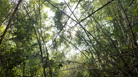 A View of The Shade and Tranquility of Bamboo Groves Stock Footage 320656590