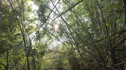 A View of The Shade and Tranquility of Bamboo Groves Stock Footage 320656619