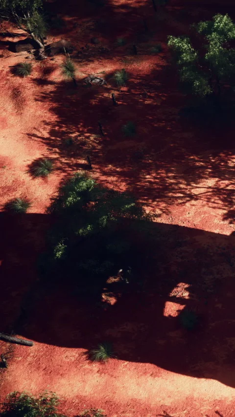 View of a shadow cast on red soil by a tree in a natural setting Stock Footage 335691499