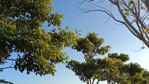 View of shady ahoni trees under a bright blue sky. Stock Footage 340188463