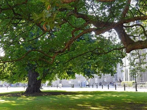 View of shady spot under tree in park in summer, Copenhagen, Denmark Stock Photos