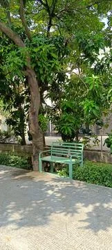 View of shady trees on the side of the road that provide shade Fotos Stock