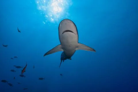 View of a shark from below Foto stock