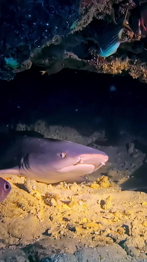 View of a shark resting on the seabed in Bali, Indonesia. Stock-Footage 340642445