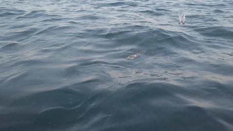 View Of A Sharks Moving Along The Surface Of A Water Stock Footage 124311683