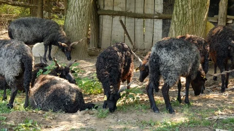 View on a sheep flock resting and eating in the backyard of a farm on a summer Stock Footage 118981712