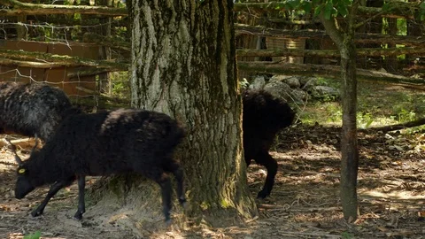 View on a sheep flock running in the backyard of a farm on a summer day. Stock Footage 118983854