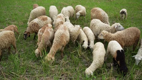 View of sheep grazing in a green field, Bangladesh. Stock Footage 336413952