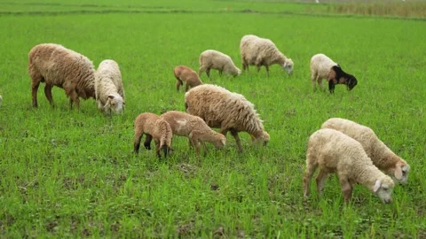 View of sheep grazing in a green field in Bogura, Bangladesh. Vídeos de archivo 336413963