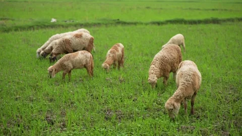View of sheep grazing in a green field, Bangladesh. Stock Footage 336413978