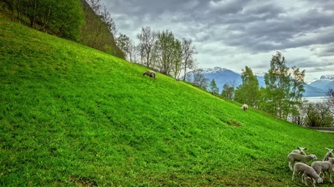 View of sheep grazing on a green hillside in Flam, Norway. Video stock 340639859