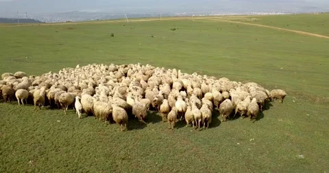 View Of The Sheep Herd Moving Stock Footage 130595155