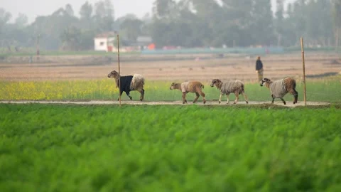 View of sheep wearing sweaters in a rural field, Bangladesh. Stock Footage 336413877