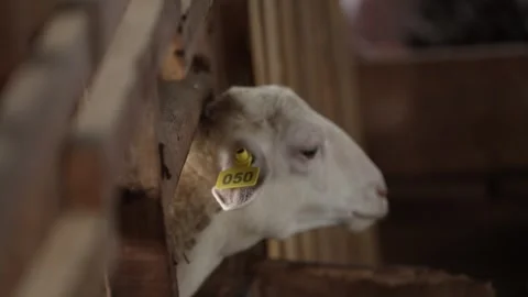 View of a sheep whose ears are numbered for health checks Stock Footage 263698058
