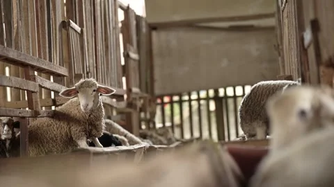 View from the sheepfold Stock Footage 263697991