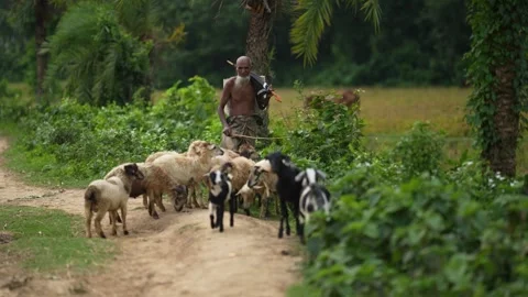 View of a shepherd herding sheep and goats on a rural path, Bangladesh. Video stock 334980460