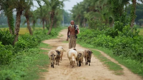 View of a shepherd herding sheep on a rural path, Bangladesh. 動画素材 334980494