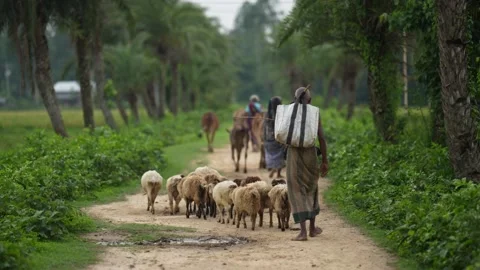 View of a shepherd herding sheep on a rural path, Bangladesh. Video stock 334980669