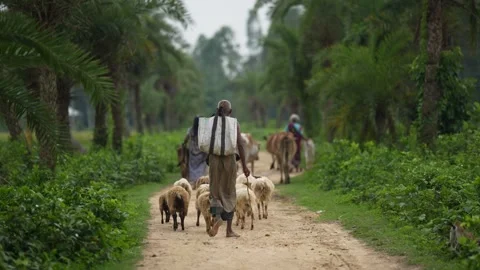 View of a shepherd leading sheep on a rural path, Bangladesh. Video stock 334980752