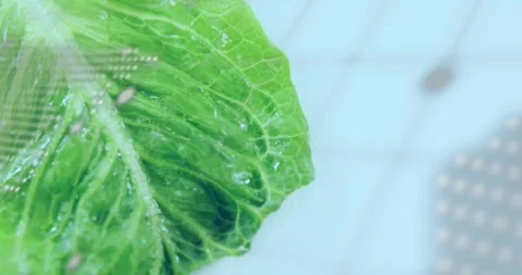 View shifting, leaf showing veins, dew as map dots growing and code scrolling Stock Footage 333964920