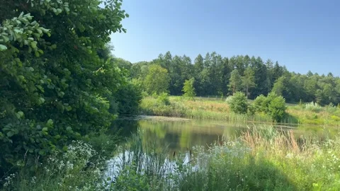 View from the shore to the lake surrounded by thick green vegetation Stock Footage 249015894