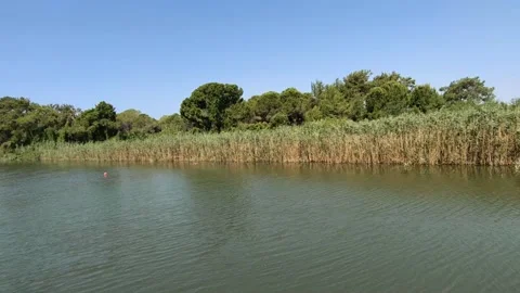 View of the shore with trees and reeds from a ship on the river. Stock Footage 171756331