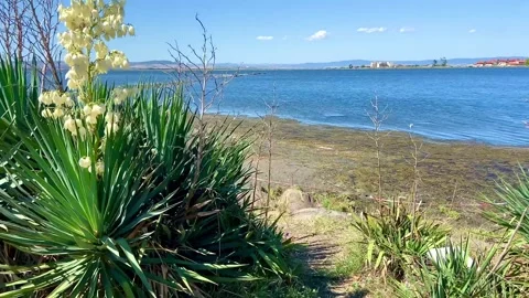 View from the shore on a unique salt lake. White flower grows here. Stock Footage 252170271