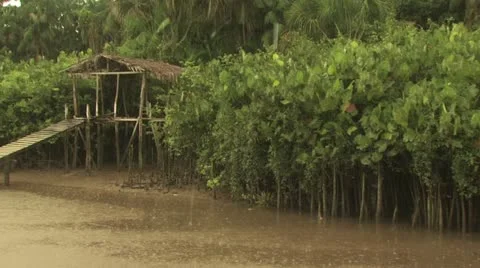 View of the Shoreline of the Amazon River from a Moving Boat Stockbeeldmateriaal 19037715