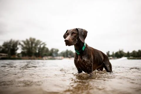 View of shorthaired pointer dog stands in river water Stock Photos