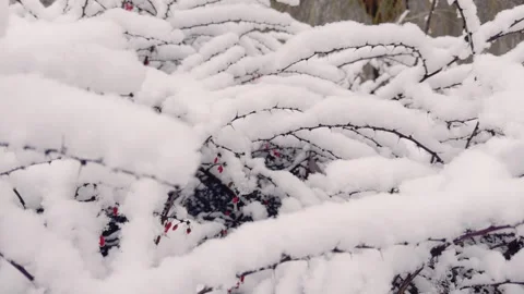 This view showcases branches blanketed in fresh snow, capturing the true essence Stock Footage 306064097