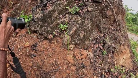A view shows a Cameraman Filming Green Vine Snake Slithering Across Dirt an.. Video stock 332353473