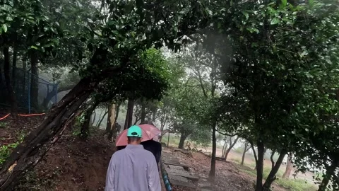 A view shows Hikers Navigate Narrow Pathway Surrounded by Lush Greenery on .. Video stock 332353470