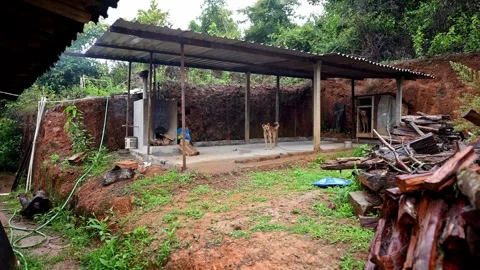 A view shows a Rural Utility Area Beside Stacked Firewood with Two Dogs for.. Video stock 332353909