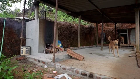 A view shows a Rural Utility Area Beside Stacked Firewood with Two Dogs for.. Video stock 332354004