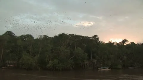View of Shroeline from A Boat On the Amazon River 4 스톡 동영상 19106096
