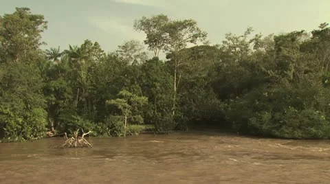 View of Shroeline from A Boat On the Amazon River Video stock 19244180