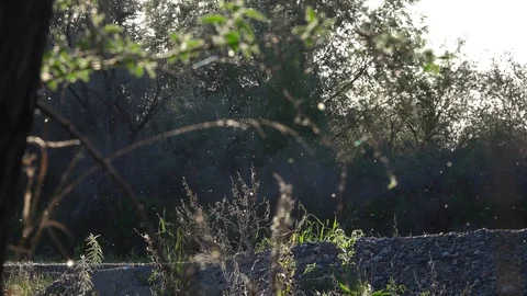 View of shrubs with flying insects Stock-Footage 107687667