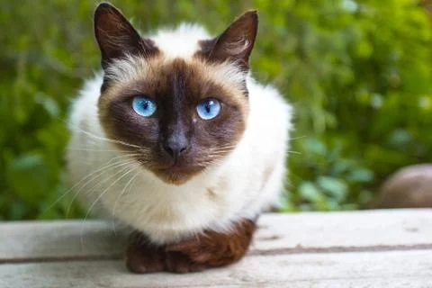 View siamese cat Stock Photos