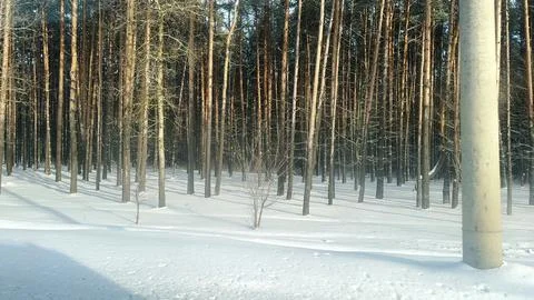 View from side car window on forest in winter, snow, cold weather season na.. Stock Photos