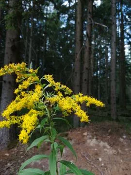View side by forest-path Stock Photos