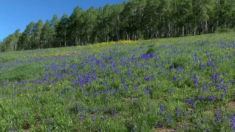 View of a side hill on top of the mountain covered with wild flowers Stock Footage 81863250