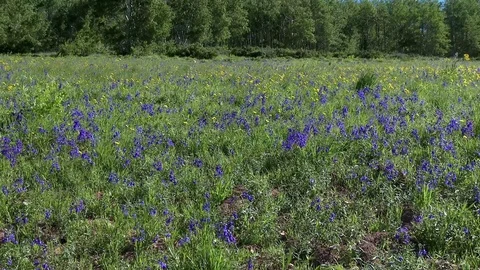 View of a side hill on top of the mountain covered with wild flowers Stock Footage 81863350
