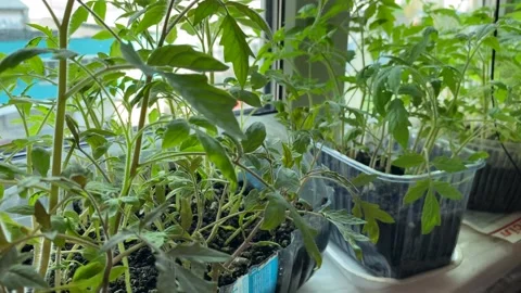 View from the side of seedlings, twigs, leaves, shoots. Growing on the balcony. 動画素材 246048684