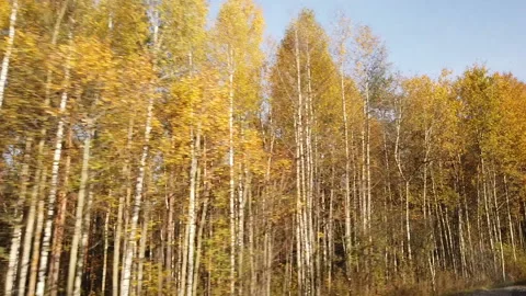 View from the side window in autumn on a sunny day in traffic on yellow tree Stock Footage 152612798