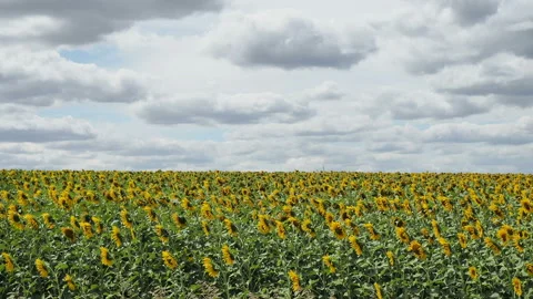 View from the side window of the car while driving to a large field of Stock Footage 136239893