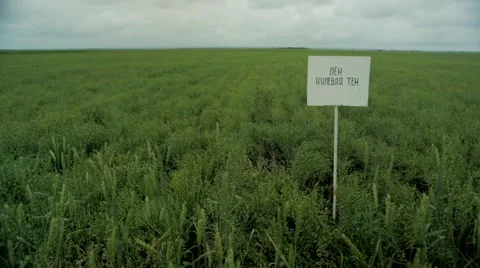 View of signboard in green wheat field Stock Footage 48768181