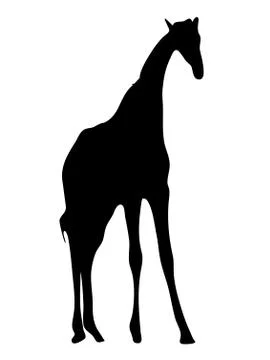 View on the silhouette of a giraffe Illustrazione stock