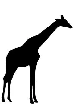 View on the silhouette of a giraffe Illustrazione stock